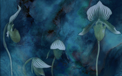 �Ő��̒��̉Ԃ̉���